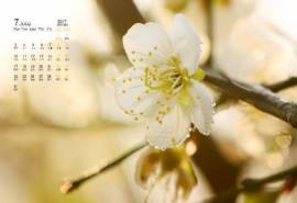 2017年7月梅花日历壁纸