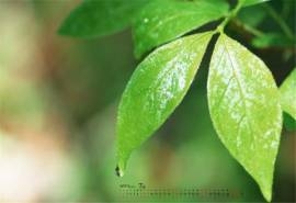 2017年7月绿色植物叶子日历壁纸