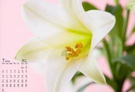2017年7月淡雅百合花日历壁纸