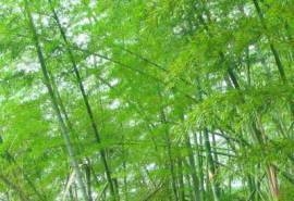 竹子图片绿色护眼风景桌面壁纸