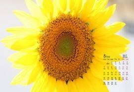 2017年8月小清新唯美向日葵高清桌面日历壁纸