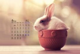 2017年8月可爱萌宠小兔子唯美意境写真高清桌面壁纸