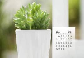 2017年8月小清新唯美绿色盆栽高清日历桌面壁纸