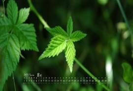 2017年8月绿色护眼的植物叶子摄影高清日历壁纸