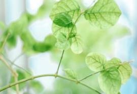 绿色护眼树叶高清桌面壁纸