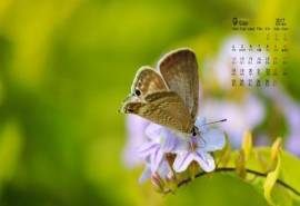 2017年9月唯美花间蝴蝶高清桌面日历壁纸
