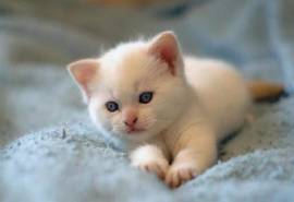 高清超可爱萌宠超萌小奶猫高清桌面壁纸