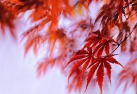 深秋的枫树叶摄影高清宽屏壁纸