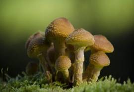清新的小蘑菇摄影高清宽屏桌面壁纸