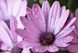 2017年10月鲜艳雏菊花卉唯美高清日历壁纸