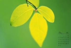 2017年10月护眼绿色植物树叶摄影高清日历壁纸