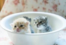 高清超可爱萌宠小奶猫呆萌高清图片桌面壁纸