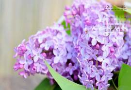 高清唯美丁香花小清新高清日历壁纸