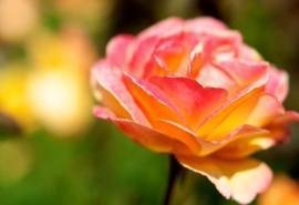 牡丹花治愈系唯美花卉植物图片桌面壁纸