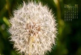 2017年11月小清新蒲公英唯美高清日历壁纸