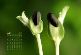 2017年12月清新绿色嫩芽风景桌面日历壁纸