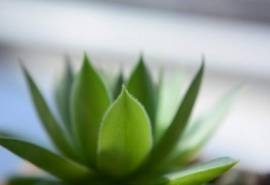 唯美多肉盆栽植物高清桌面壁纸