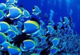 唯美海洋生物高清桌面壁纸