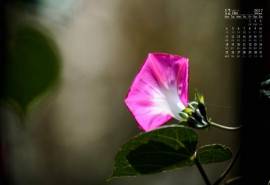2017年12月唯美牵牛花微距摄影高清日历壁纸