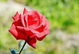 红玫瑰微距摄影唯美高清图片桌面壁纸
