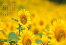 2018年1月好看的向日葵高清图片日历壁纸