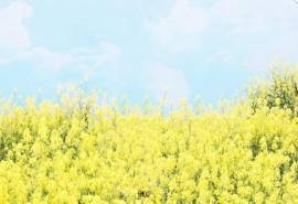 油菜花田园风景高清图片桌面壁纸