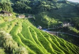 绿色护眼田园梯田风景图片桌面壁纸