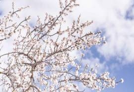 樱花唯美风景高清图片桌面壁纸