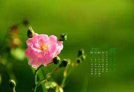 2018年2月小清新红梅花图片高清桌面日历壁纸