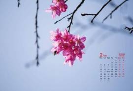 2018年2月樱花唯美日历图片桌面壁纸图片