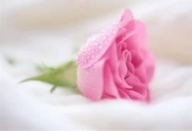 艳丽的玫瑰摄影图片高清宽屏壁纸