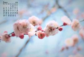 2018年3月粉色梅花微距摄影图片日历壁纸