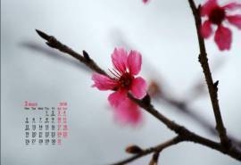 2018年3月樱花唯美日历图片桌面壁纸
