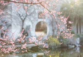 三月初春梅花唯美高清桌面壁纸