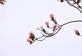 唯美白玉兰花微距摄影高清桌面壁纸