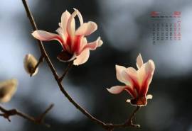 兰花
