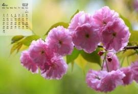 2018年4月粉嫩樱花高清图片日历壁纸