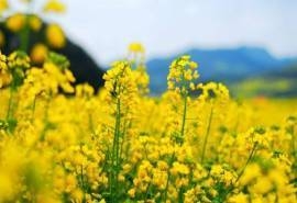 春天油菜花田园风景高清图片桌面壁纸