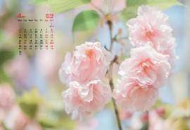 2018年4月樱花日历图片桌面壁纸