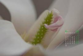 高清唯美白玉兰花特写摄影日历壁纸