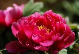 唯美牡丹花摄影高清桌面壁纸