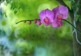 兰花图片高清花卉摄影图片桌面壁纸
