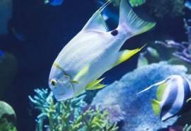 水族馆鱼儿图片高清电脑桌面壁纸