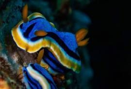 唯美海洋生物摄影高清桌面壁纸