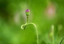 虞美人花卉植物摄影图片桌面壁纸