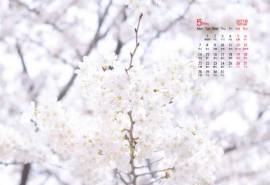2018年5月唯美樱花日历图片桌面壁纸
