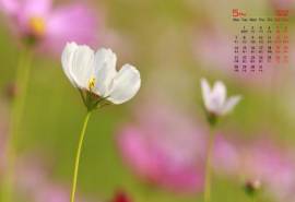 2018年5月唯美格桑花高清图片日历壁纸