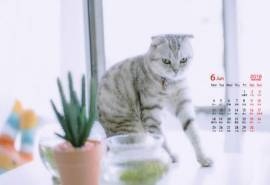 2018年6月网红猫咪高清萌宠动物日历壁纸图片