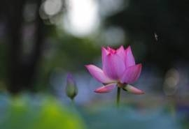 夏至荷花唯美高清桌面壁纸