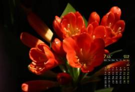 2018年7月唯美君子兰花高清日历壁纸